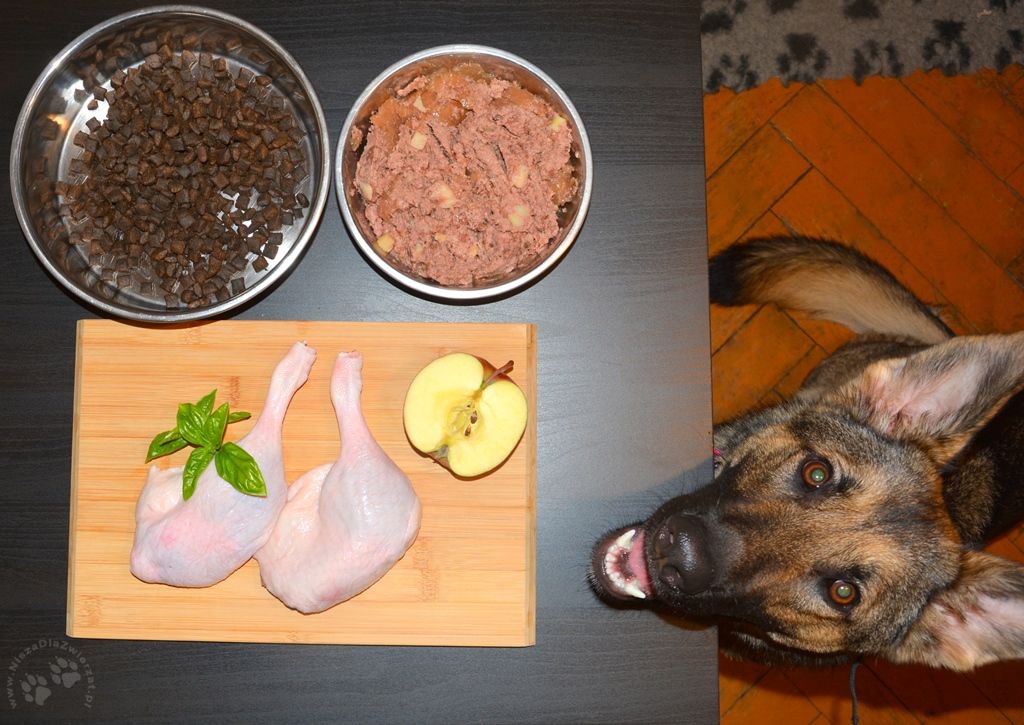 Czym karmić psa…?